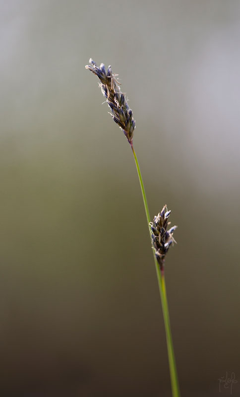 Seslérie blanchâtre (Sesleria albicans ; Sesleria caerulea)