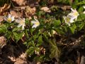 Anémone sylvie (Anemone nemorosa)