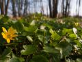 Ficaire (Ranunculus ficaria)