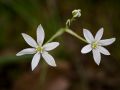 Ornithogale en ombelle (Ornithogalum umbellatum)