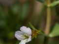 Gratiole officinale (Gratiola officinalis)