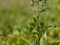 Epiaire des marais (Stachys palustris)