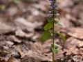 Bugle rampante (Ajuga reptans)