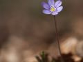 Anémone hépatique (Hepatica nobilis)