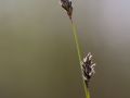 Seslérie blanchâtre (Sesleria albicans ; Sesleria caerulea)