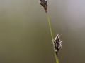 Seslérie blanchâtre (Sesleria albicans ; Sesleria caerulea)