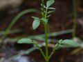 Valériane dioïque (Valeriana dioica)