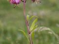 Lis martagon (Lilium martagon)