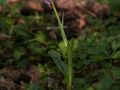 Orchis mâle (Orchis mascula)