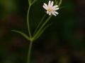 Stellaire holostée (Stellaria holostea)