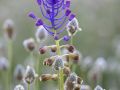 Muscari à toupet (Muscari comosum)