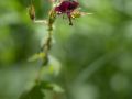 Géranium brun (Geranium phaeum)