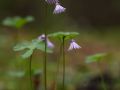 Soldanelle des Alpes (Soldanella alpina)