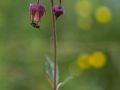 Benoîte des ruisseaux (Geum rivale)