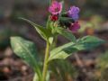 Pulmonaire semblable (Pulmonaria affinis)