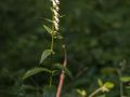 Digitale à petites fleurs (Digitalis lutea)