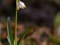 Nivéole printanière (Leucojum vernum)