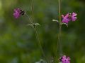 Compagnon rouge (Silene dioica)