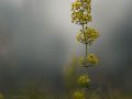 Gaillet jaune (Galium verum)