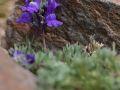 Linaire des Alpes (Linaria alpina)