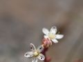 Orpin à feuilles épaisses (Sedum dasyphyllum)