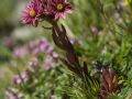 Joubarbe des montagnes (Sempervivum montanum)