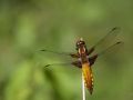 Libellule déprimée (Libellula depressa)