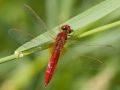 Libellule écarlate (Crocothemis erythraea)