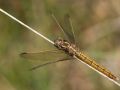 Orthetrum bleuissant femelle (Orthetrum coerulescens)