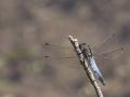 Orthétrum réticulé mâle (Orthetrum cancellatum)