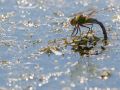 Anax empereur femelle (Anax imperator)