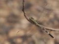 Variegated Green Skimmer mâle (Orthetrum sabina)