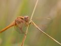 Libellule écarlate femelle (Crocothemis erythraea)