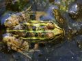 Grenouille verte (Rana sp.)