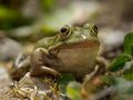 Petite grenouille verte ou Grenouille de Lessona (Pelophylax lessonae)