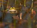 Grenouille verte (Rana sp.)