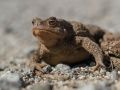 Crapaud commun (Bufo bufo)