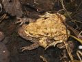 Accouplement de crapauds communs (Bufo bufo)