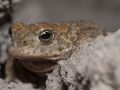 Crapaud calamite (Bufo calamita)