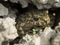 Crapaud vert femelle (Bufo viridis) caché dans un trou