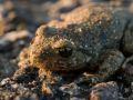 Crapaud accoucheur (Alytes obstetricans)