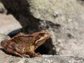 Grenouille rousse (Rana temporaria)