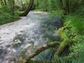 Ruisseau de la Manoise, en aval de sa source au cul du cerf. Eaux froides et limpides.