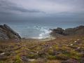 Côte au vent au nord du cap de la chèvre (presqu'île de Crozon). Lande à ajoncs, à callune et à bruyère cendrée.