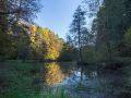 Plantation résineuse au second plan et présence d'aulnes sur la berge droite.