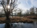 Marne aux environs de Matougues. Bras mort à l'extérieur d'un méandre. Eau stagnante glacée au petit matin.