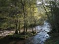 Cépées d'aulne en bordure de Sioule