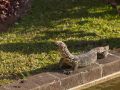 Varan en bordure de plan d'eau