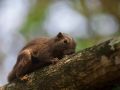 Plantain Squirrel (Callosciurus notatus)