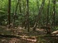 Fin d'une phase pionnière à Saule marsault